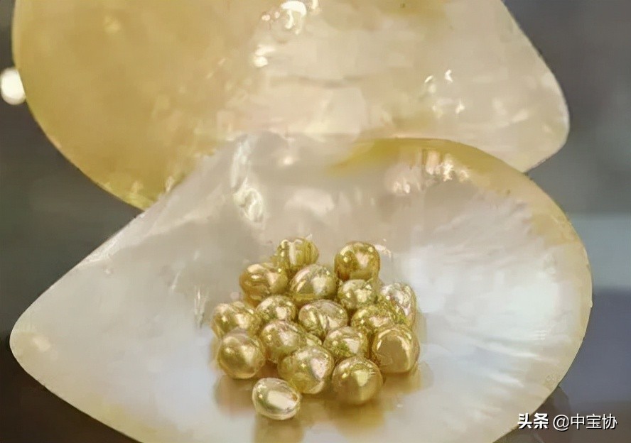 挑选珍珠饰品的小技巧是什么,挑选珍珠蚌秘籍