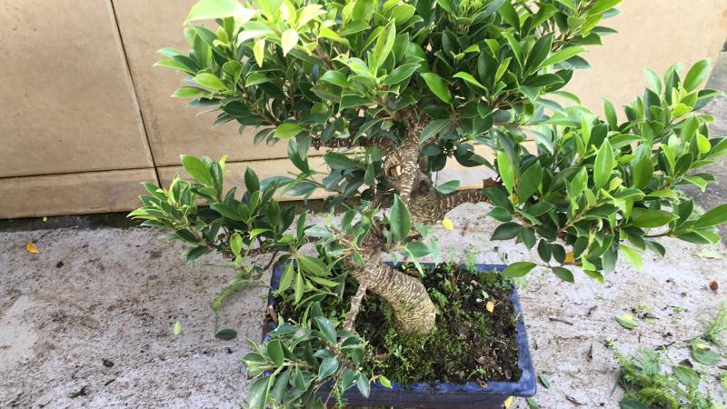 苹果盆景修剪技巧图解,新手也能学会的修剪盆景技巧