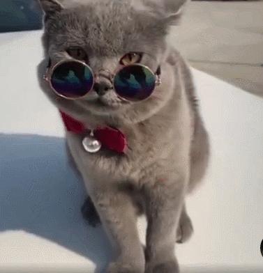 猫咪很臭又不能洗澡的时候怎么办,两个月的猫咪没洗澡太臭了怎么办