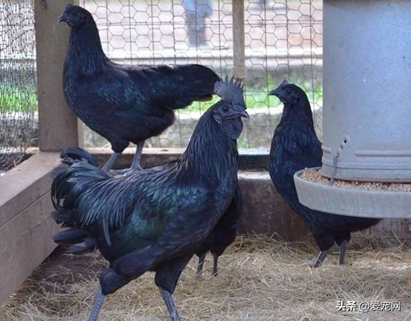 最贵的动物是什么动物,世界上最贵的十种白化动物