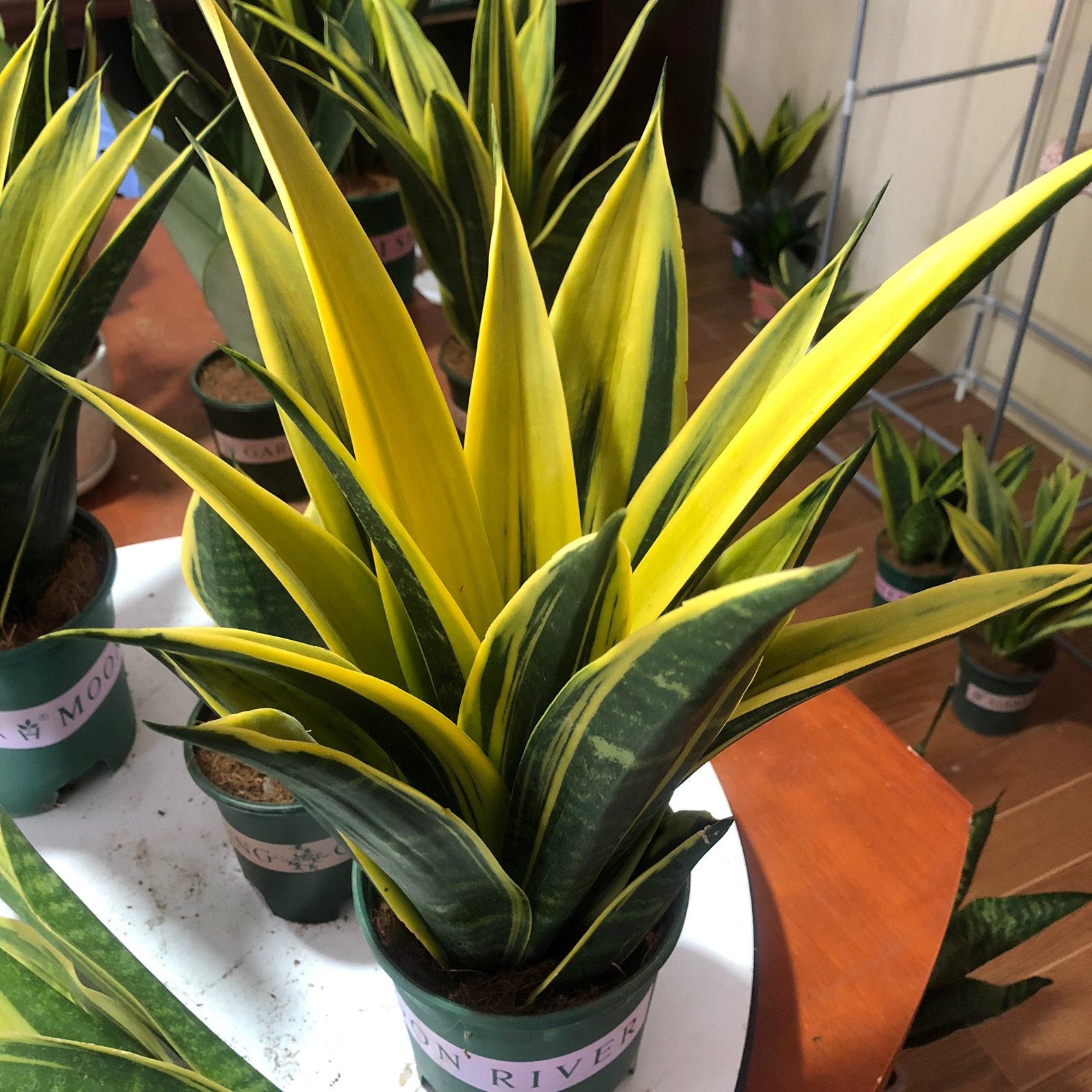 好养的盆栽花卉大全,人养花花