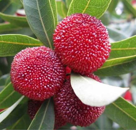 杨梅什么时候播种比较好,杨梅种子播种方法好学吗