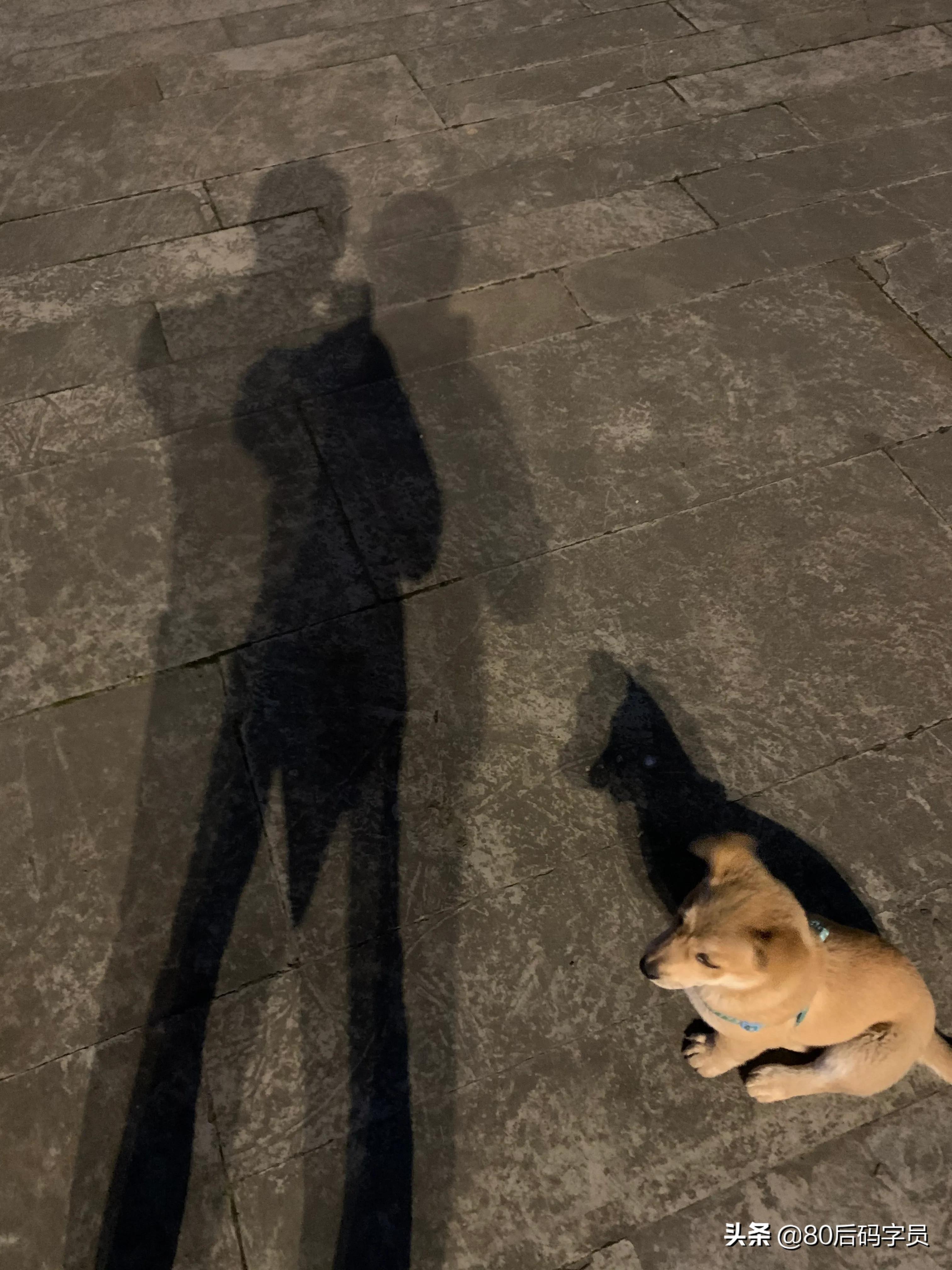 养条黑土狗什么感受呢,养条土狗是什么体验