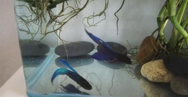 如何让绿萝在鱼缸里面疯长,绿萝的肥料可以放鱼缸里吗