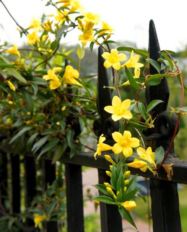 养茉莉花浇水施肥技巧,养茉莉花技巧室内