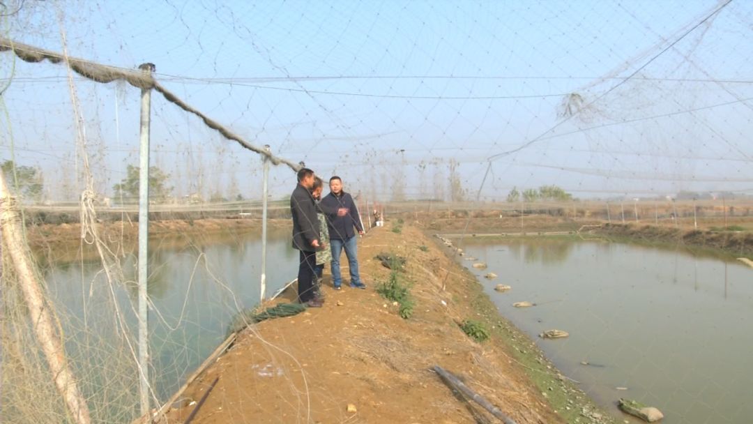 创富新发现：体质强健生长快，台湾泥鳅效益红火！