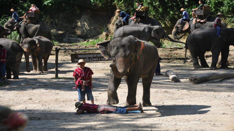 五年级下册与象共舞的作者是谁,与象共舞语文五年级下册老版