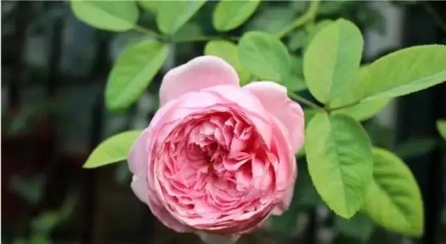 玫瑰花有哪些品种,玫瑰花有哪些品种大全