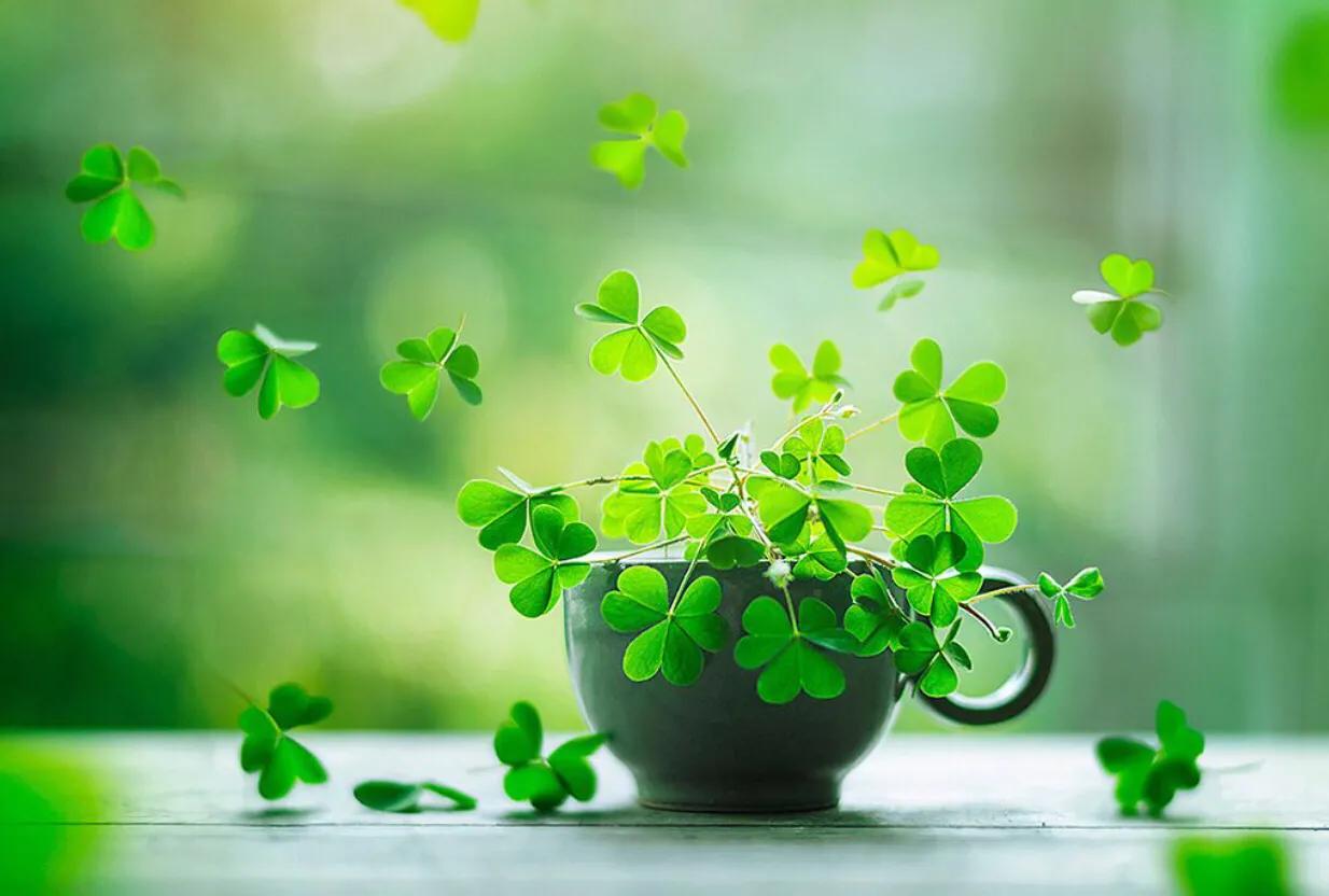 仓鼠去世主人哭了,仓鼠死了小孩哭了