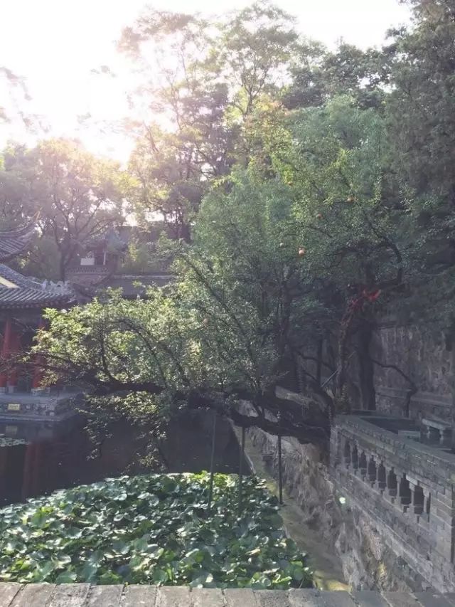 无花果树在庭院内种植有什么寓意,冷杉树长在庭院里风水上有说法吗