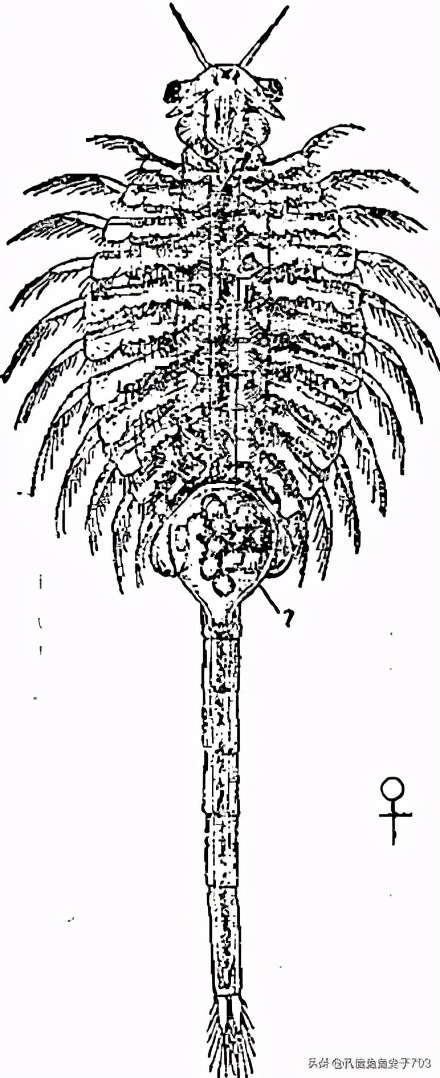 丰年虾的存活率为什么比较低,关于丰年虾的知识和讲解