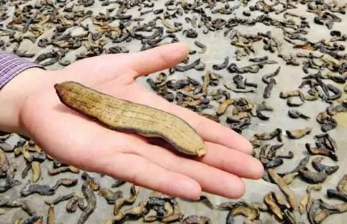 养殖水蛭的骗局有哪些手段,水蛭养殖真的很挣钱吗