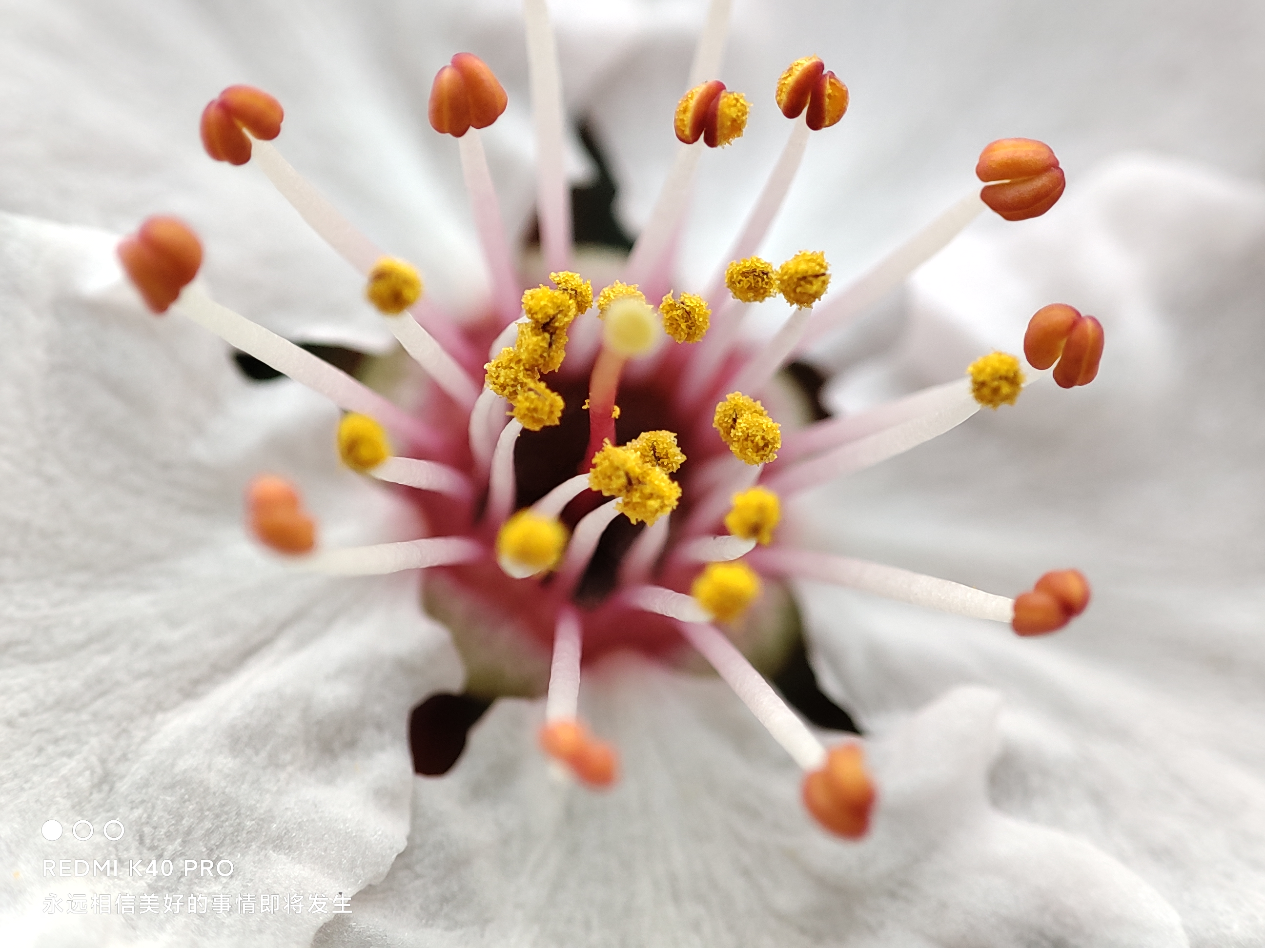 redmik40pro和小米哪个拍照好,redmik40pro拍照功能