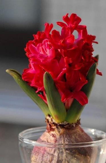 狠心来“一刀”，丢到水瓶中能花开3个月