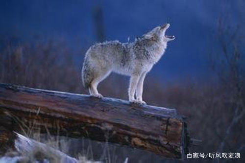 《遥远的乡愁》:老杨有过“背狼”经历,所以练就了一双铁脚板