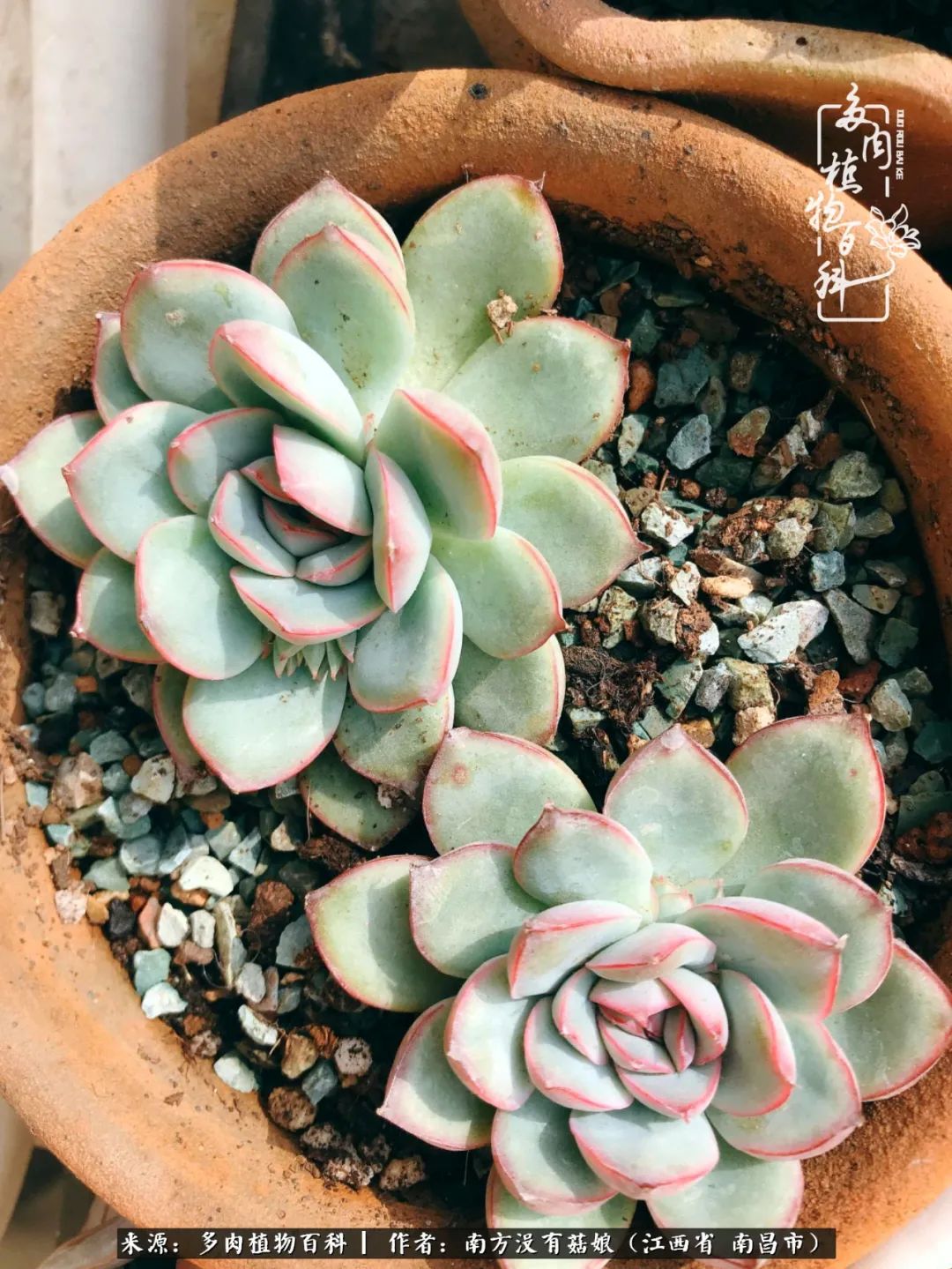 既见云胡不喜,既见君子云胡不喜毛笔楷书