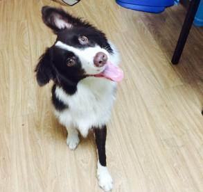 边牧特别胆小怎么办害怕其他狗狗,边牧狗狗长大了还能训练吗