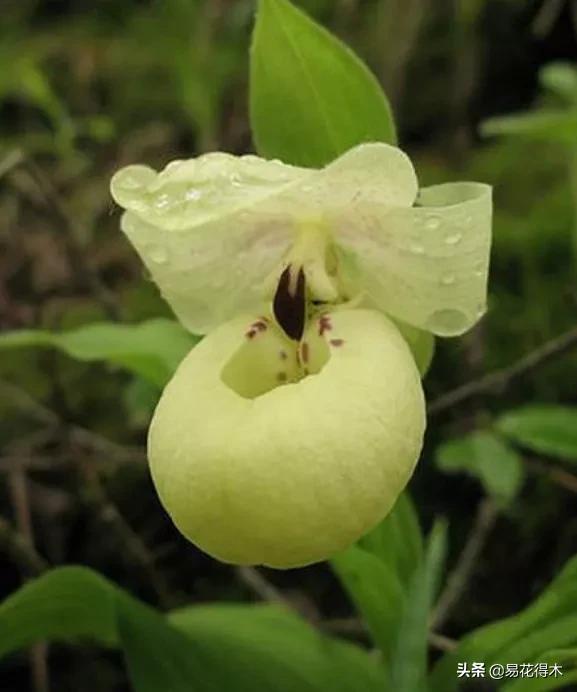 国家二级黄花杓兰,黄花杓兰与西藏杓兰