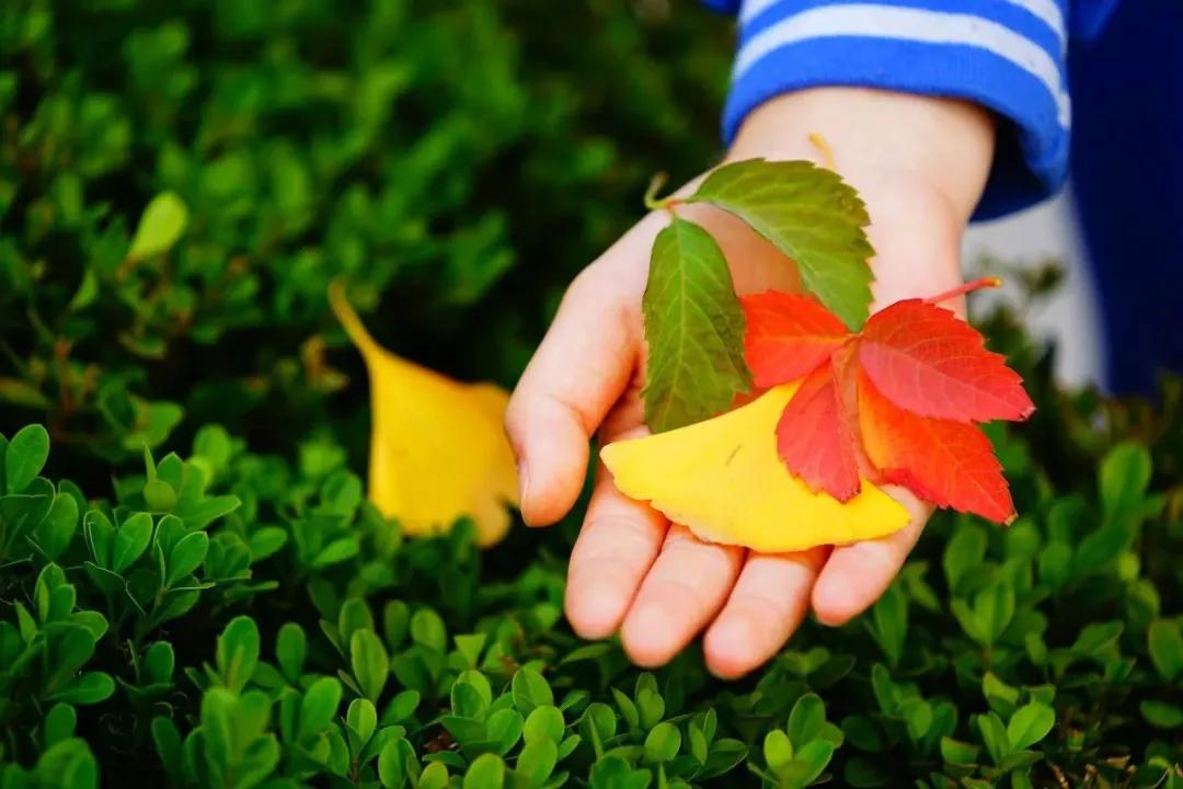 北京外国语大学附属外国语学校,北京外国语大学翻译硕士培养方案