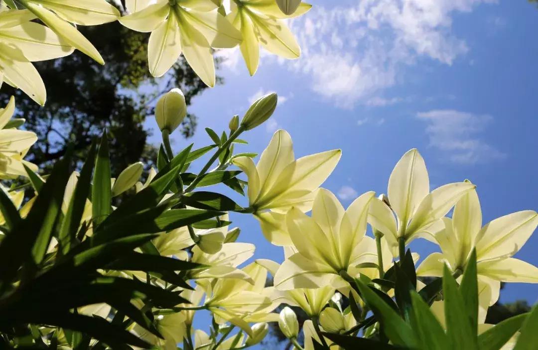 石象湖景区团购,石象湖景区门票特价