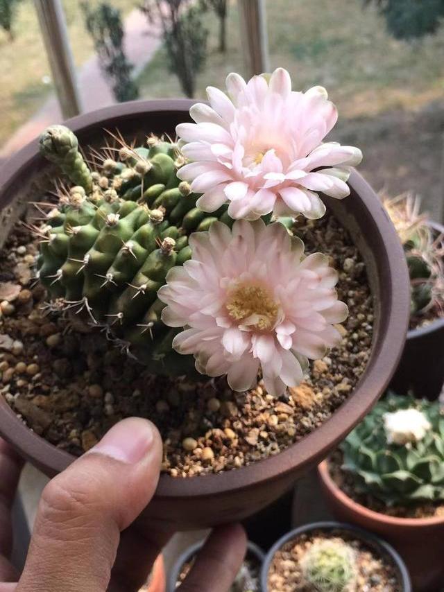 露养的仙人球怎么过冬,露养养多肉需要注意什么