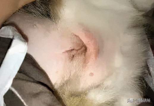 猫咪术后感染是什么表现,猫咪做完手术应激是怎么造成的