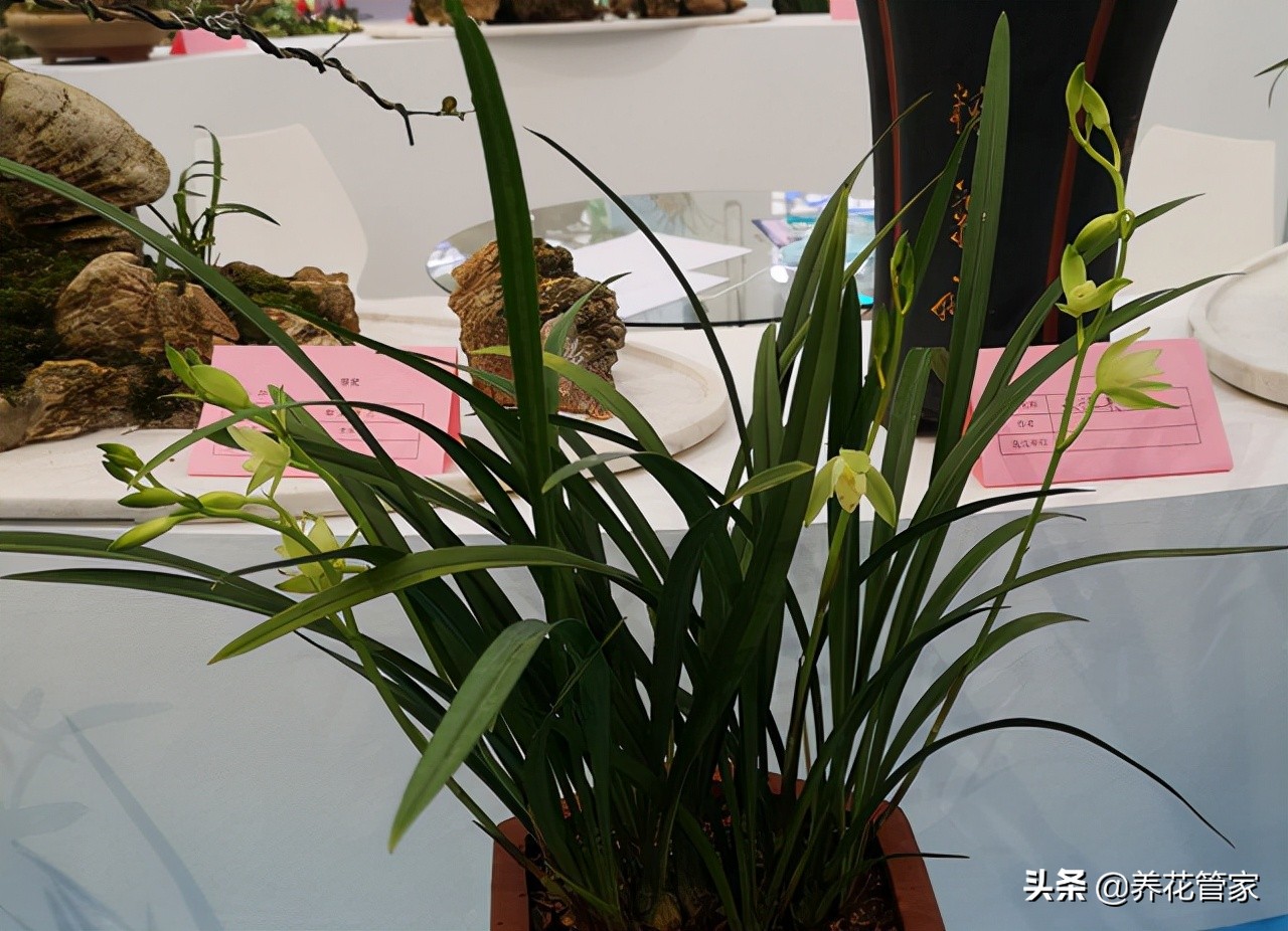 开花有香味的兰花,红宝石兰花开花会有香味吗