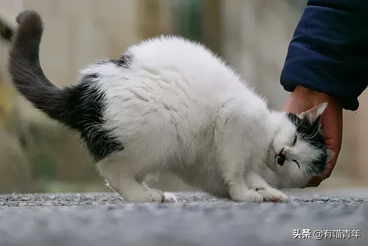 对着猫吹气会怎么样,对着猫吹烟有害吗