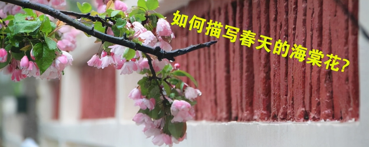描写绚丽海棠的优秀段落,描写春天垂海棠的语句