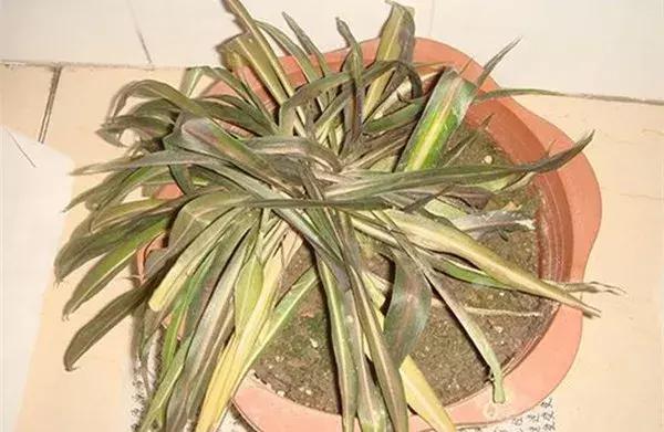 家里养的绿植长白霉怎么处理,家里的绿植老是生虫怎么办