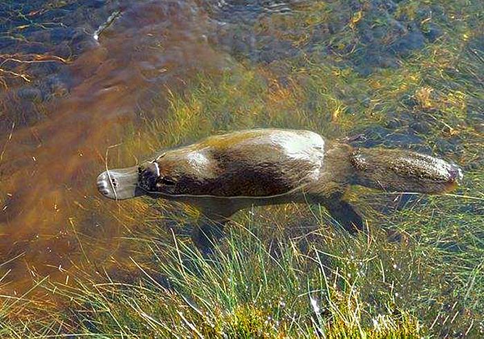 鸭嘴兽的秘密武器图片,鸭嘴兽有毒刺吗