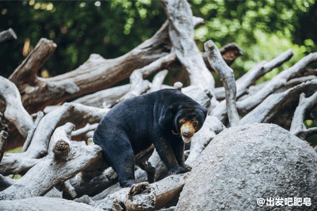 长隆飞鸟乐园怎么去长隆欢乐世界,汉溪长隆地铁站去长隆飞鸟乐园