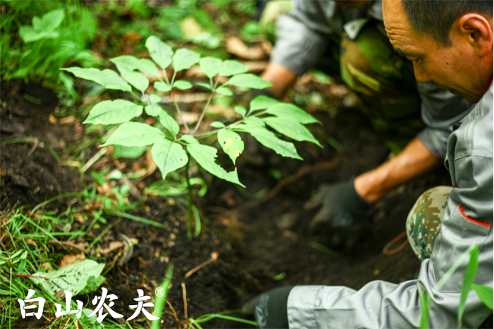 桓仁道地野山参的特点是什么,桓仁县胡庆余堂野山参基地