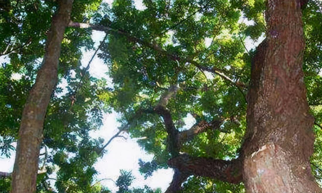 红木知识,红木木头知识