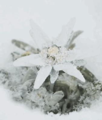 大饼脸用什么减肥方法,减肥圆脸变v字脸效果好吗