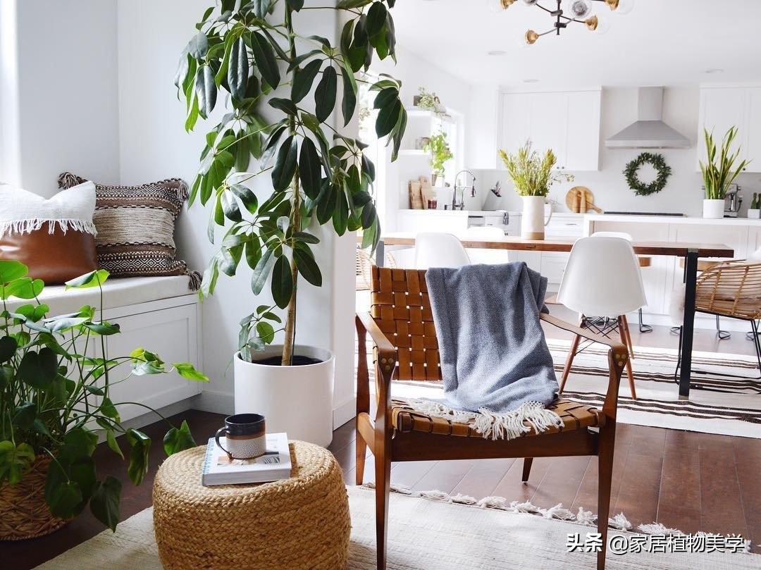 假期中,家里的「留守植物们」该怎么办呢?