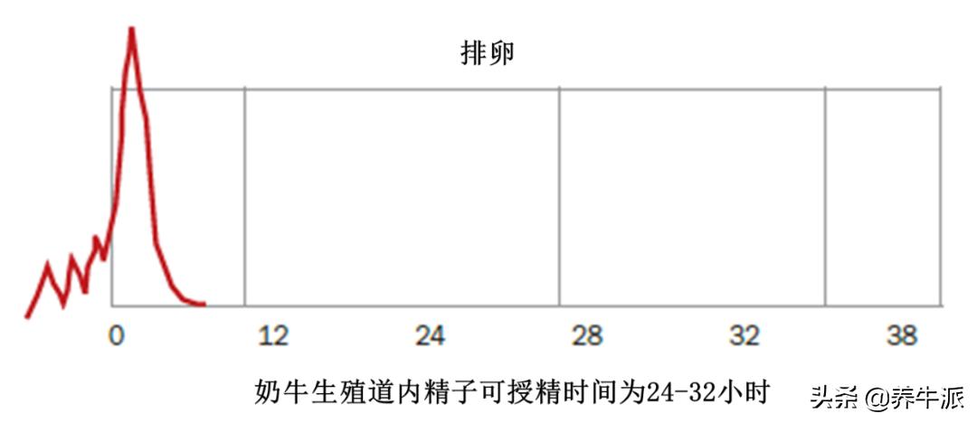 奶牛的生殖解剖,奶牛生殖激素