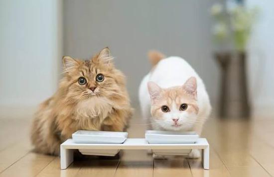 猫咪的驱虫药滴手上怎么办,猫咪体内驱虫和体外驱虫推荐