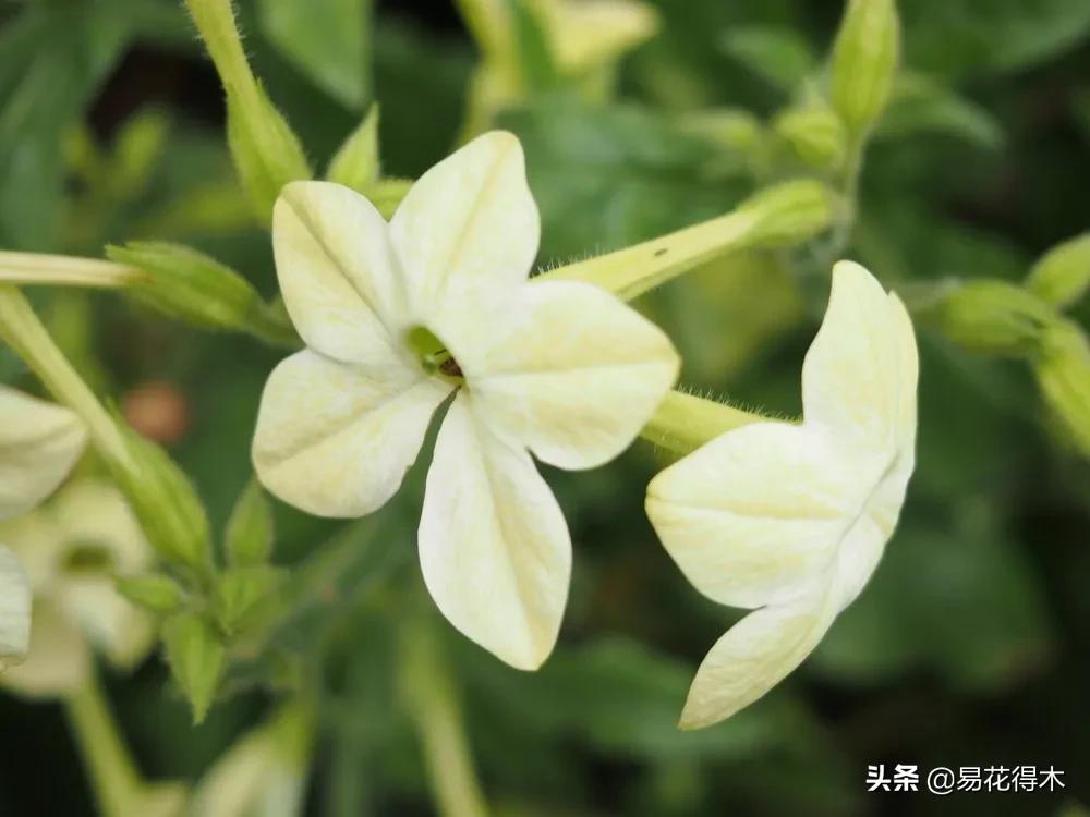 草烟跟香烟的区别,草烟是什么样子的