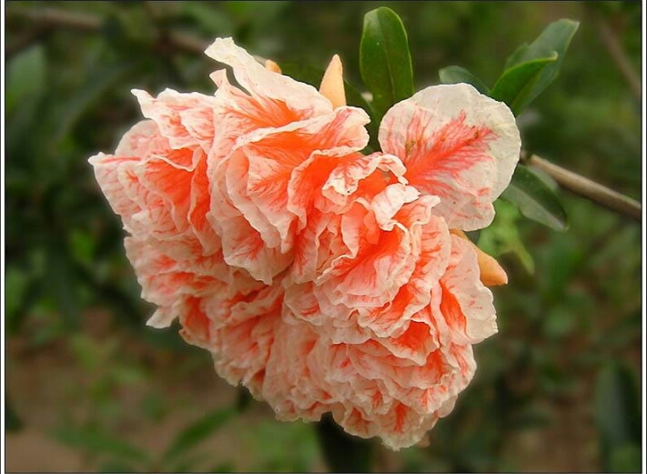 盆栽石榴树什么品种是甜的,石榴树带果实能用水培繁殖