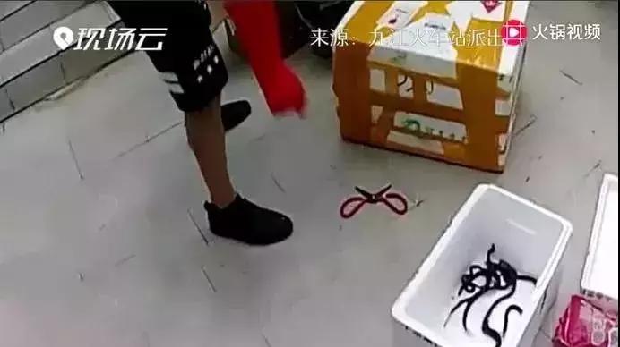 蛇出没高峰期广西,玉林一市民家里藏4条蛇