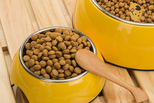 饲养泰迪犬的6个注意事项是什么,泰迪狗狗饲养攻略