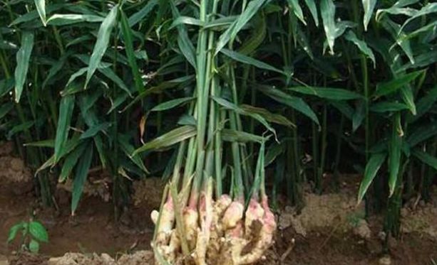 种植生姜能致富吗,生姜栽培种植新技术