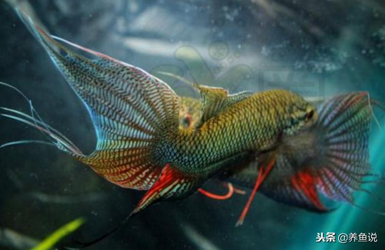 观赏鱼全部种类名字,盘点那些你不知道的观赏鱼品种