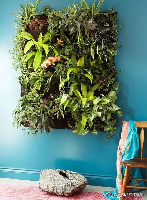 植物墙需要什么条件,长久存活的水培植物墙