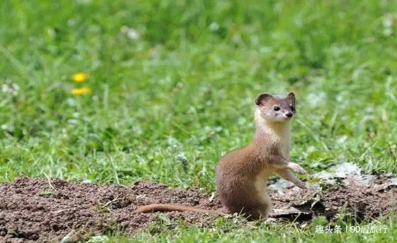 黄鼠狼为什么不能吃,为什么说黄鼠狼不能吃