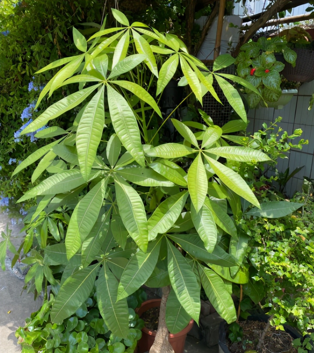 要想发财树长得旺应该怎么养,想让发财树长得快