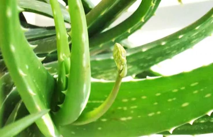 大盆适合种植芦荟,养好一盆芦荟其实很简单