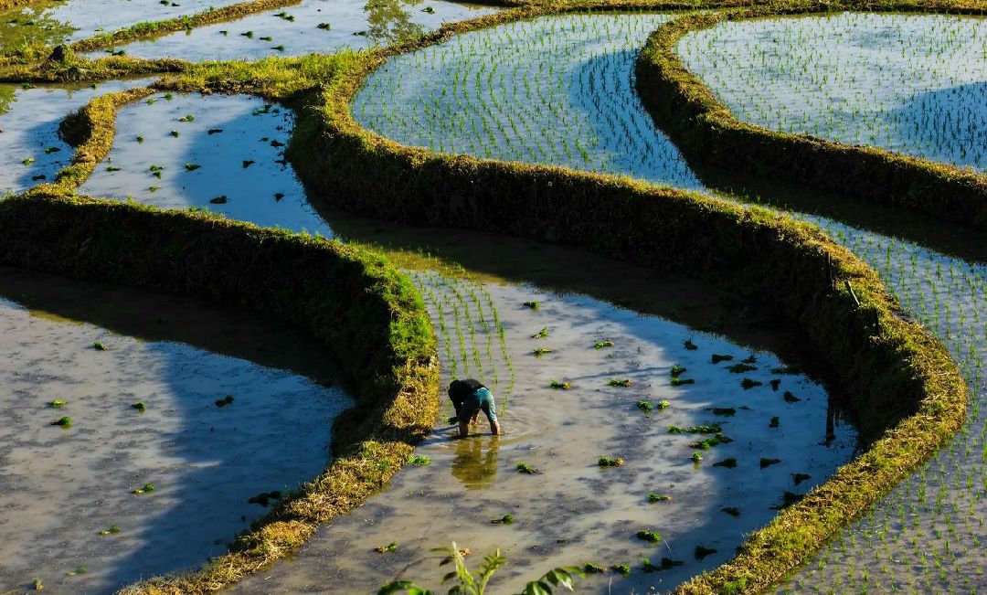 有芒的麦子和无芒的麦子,有芒刺的稻子
