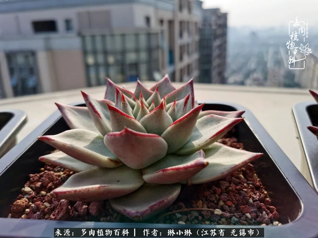 多肉变美是需要时间的,千万别辜负了多肉变美的黄金季节